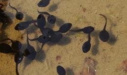 蝌蚪网在线观看,畅游知识海洋，在线观看新体验